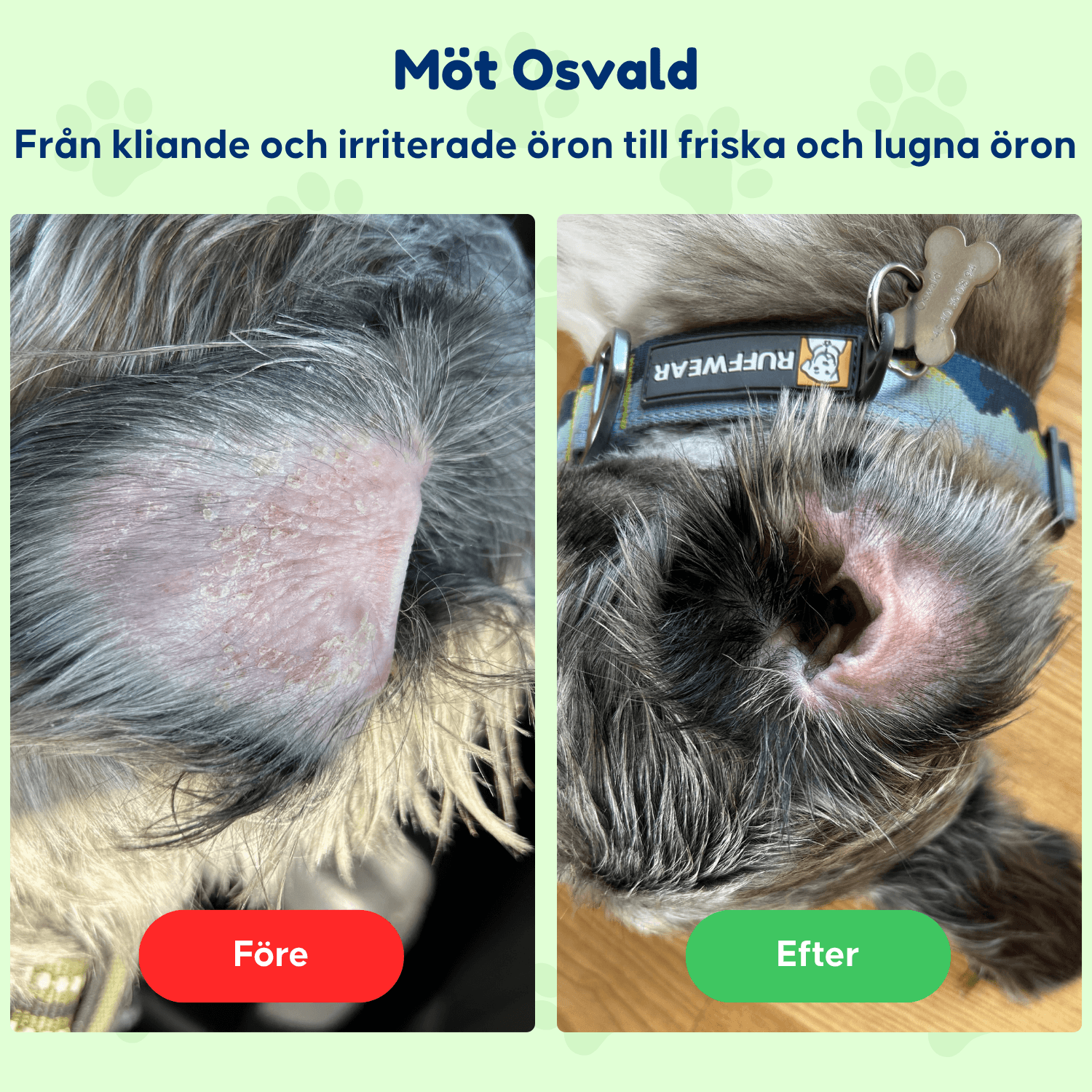 Anti Itch - För hundar med klåda och tasslickande