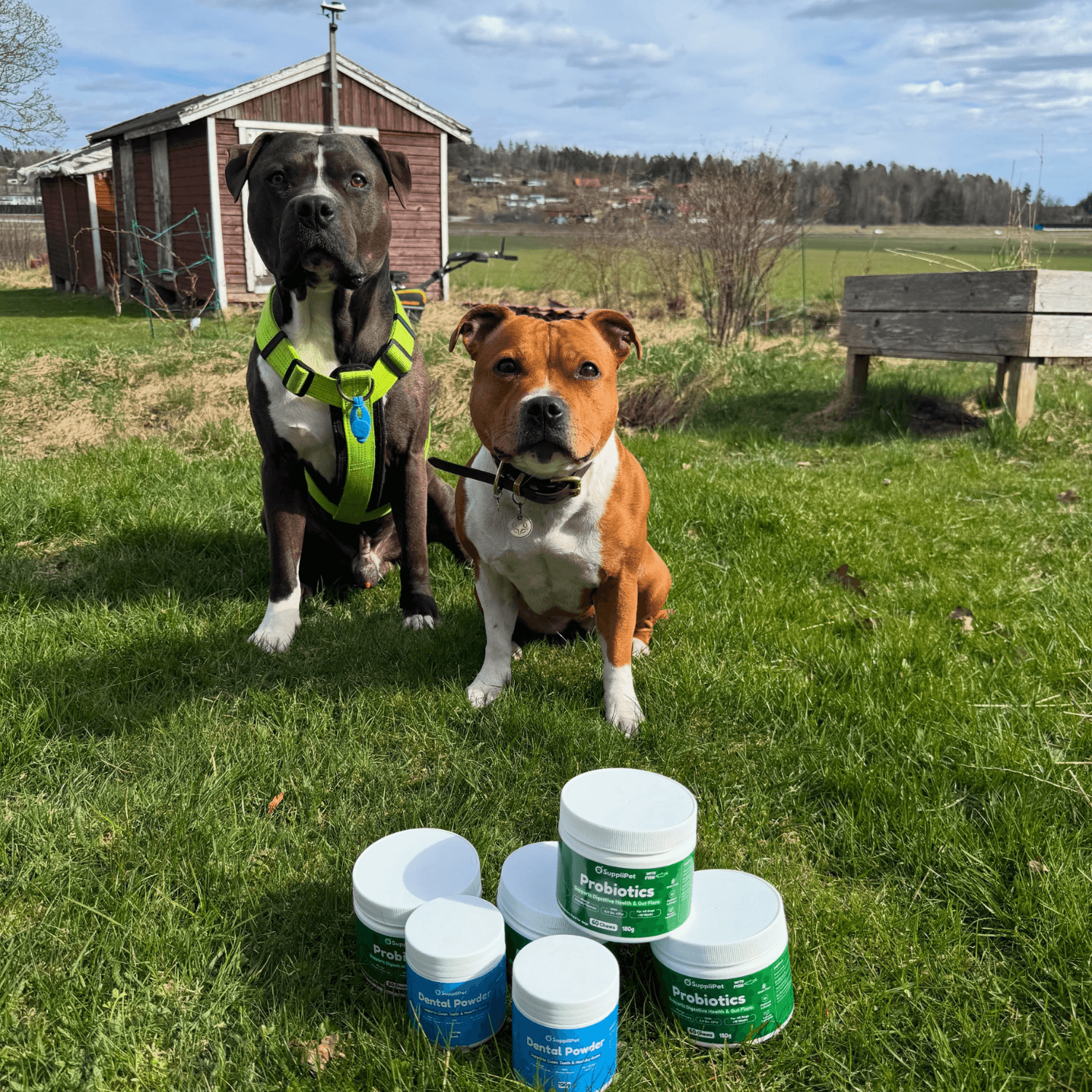 Dental Powder – För rena tänder och friskt tandkött