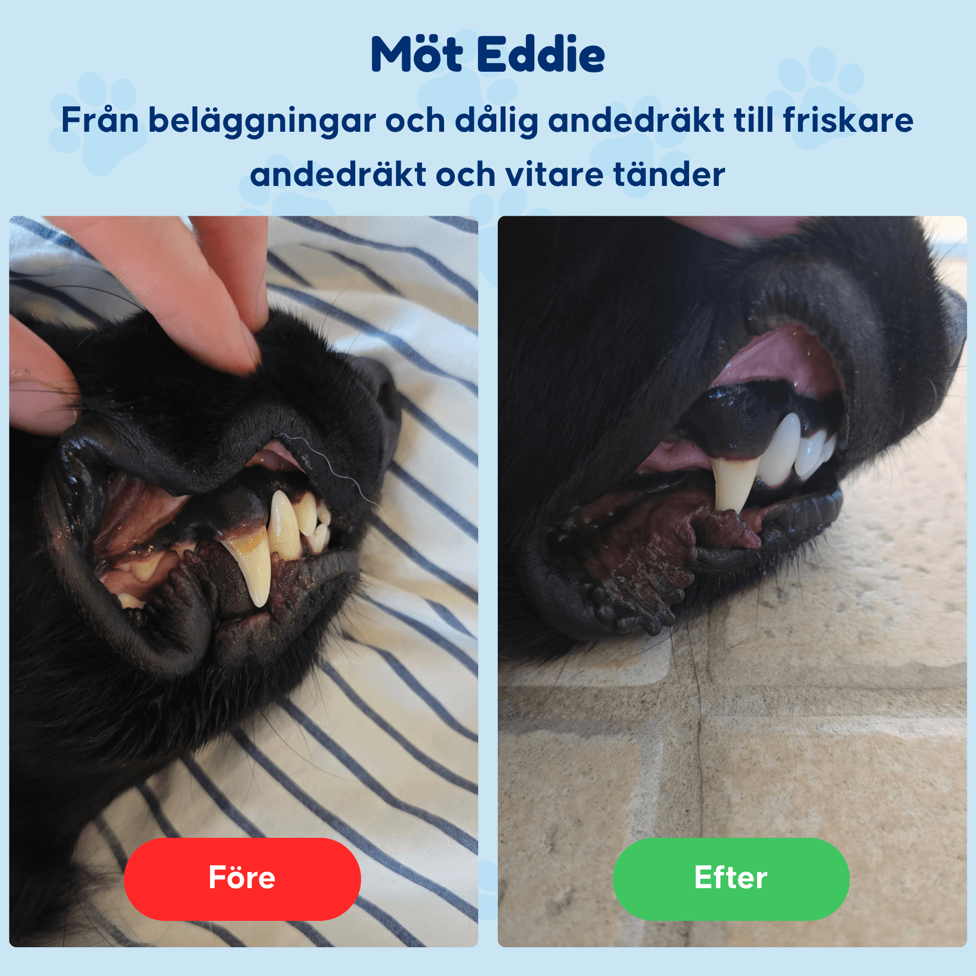 Dental Powder – För rena tänder och friskt tandkött